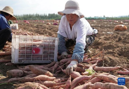 河北滦州：科学种植鲜<em>食</em>红薯上市早