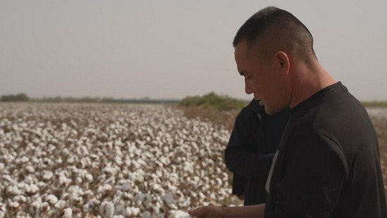 新疆：棉花亩均纯收入超1500元 棉农增收已成定局