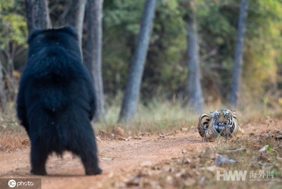 <em>摄影师</em>记录丛林猛兽相遇 黑熊站立气场碾压老虎