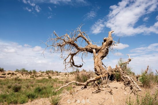 荒漠中生长着一种奇<em>树</em>，三千年<em>不死</em>，现在是格尔木的梦幻景观