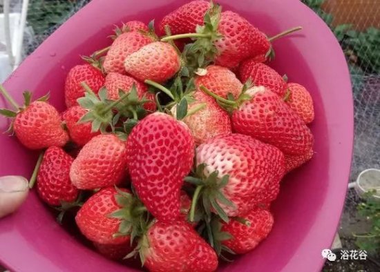 <em>草莓</em>是<em>什么</em>季节的水果|<em>什么时候</em>种合适