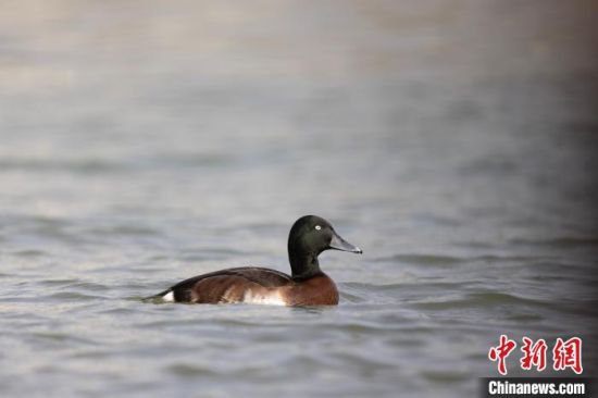 青海时隔四十余年首次影像记录到<em>国家</em>一级保护鸟类青头潜鸭
