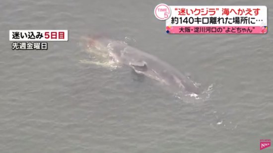 日媒称大阪湾生态<em>环境</em>发生异变：瘦弱鲸鱼迷路死亡 捕捞量锐减