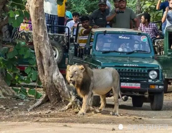 印度亚洲狮<em>为何会频繁</em>袭人？