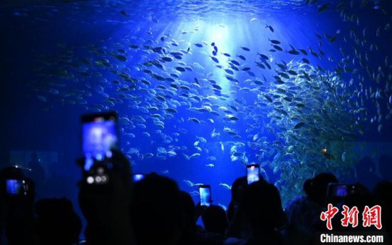 重庆一海洋公园上演“<em>群鱼</em>风暴” 万尾海鱼呈现视觉盛宴