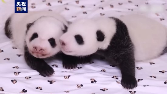 旅韩大熊猫产下双胞胎幼崽征名最终投票启动