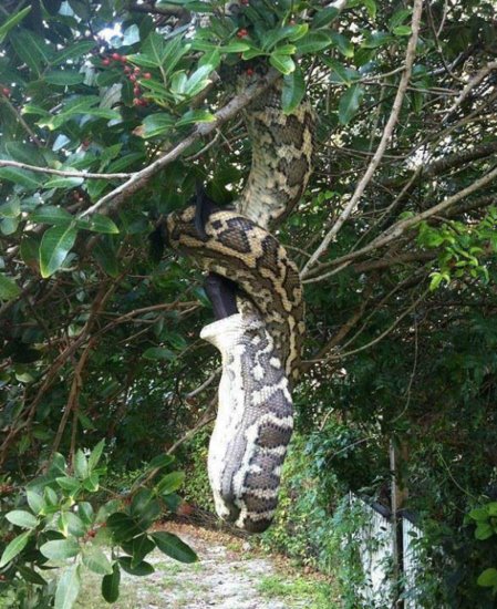 老夫妇公园散步，无意发现树上的<em>大蟒蛇</em>，吓得慌忙逃命！