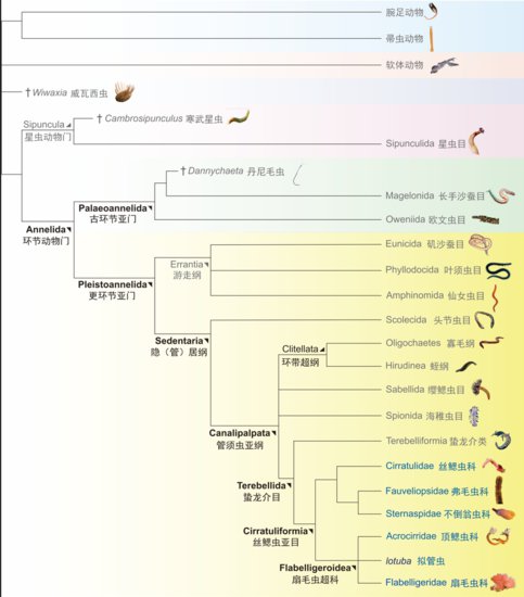 <em>寒武纪</em>大<em>爆发</em>新证据 地球最早的隐居型环节动物丝鳃虫被发现