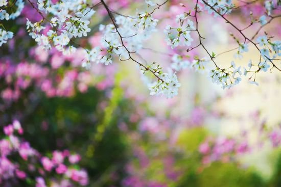 春日里的嘉定自带氛围感！这些宝藏赏花地你知道吗？