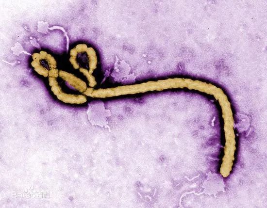【卫生检疫】带你科学认识<em>埃博拉病毒</em>病