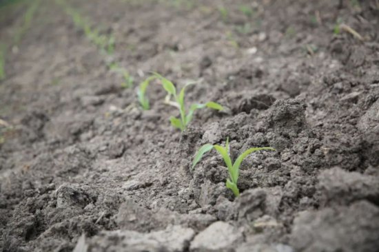 “<em>露天</em>玉米是趁着3月底的连续晴好天气时种的。这几天下雨，我们...