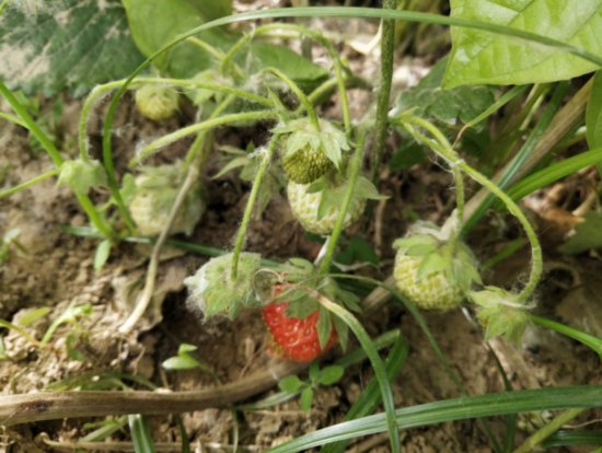 <em>如何种植草莓</em>，生根快，长得壮？