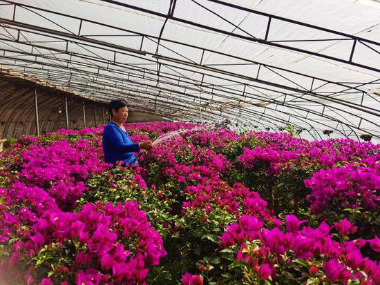 河北高碑店：鲜花种植催生乡村振兴“美丽产业”