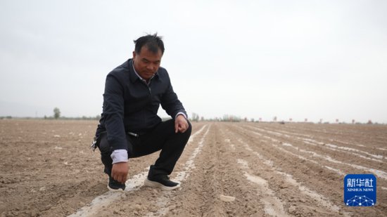 良种遇良机——甘肃张掖玉米制种基地春播全面升级