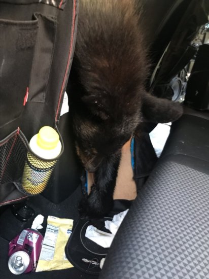 <em>美国</em>一只<em>黑熊</em>寻找食物时被困汽车内，后疑因高温被热死