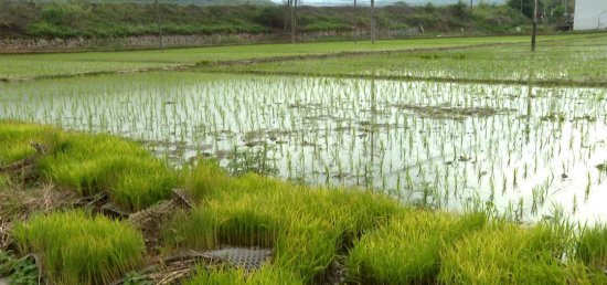 广东省农科稻米项目落户古水，百亩撂荒地变致富田