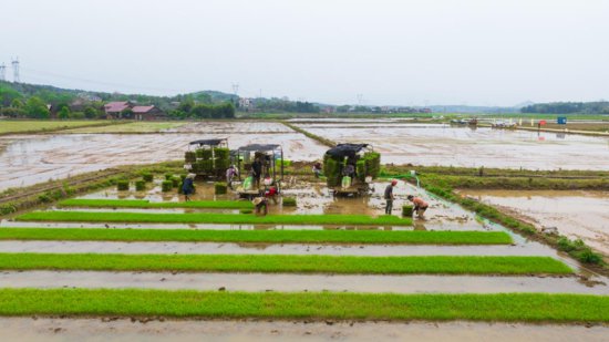 永州市冷水滩区：早稻插秧忙 高标准农田染“新绿”