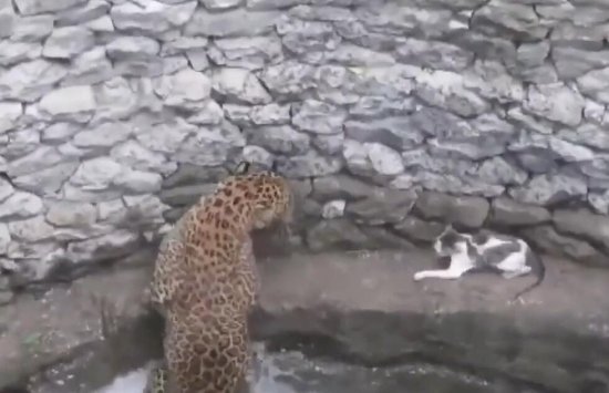 印度一豹子追着<em>猫咪</em>掉井中 从水中<em>突然</em>冲出吓坏小猫