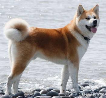 中国 柯基/秋田犬是日本的犬种，很像中国本土的“大黄狗”，这可能也是...