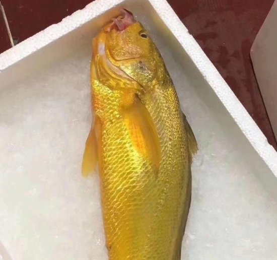 体长 近 1米，重达7.1斤，宁波渔民捕获巨型大黄鱼：40年来头一...