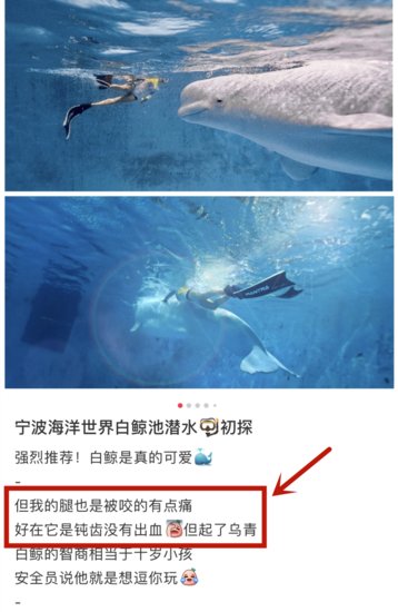 <em>宁波海洋世界</em>白鲸咬破潜水者衣服？园方否认攻击称其在玩耍，...