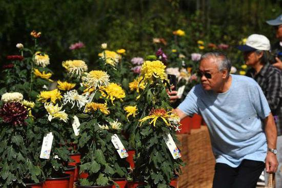 国家植物园第二届菊花展开幕 10万余株鲜花竞相开放