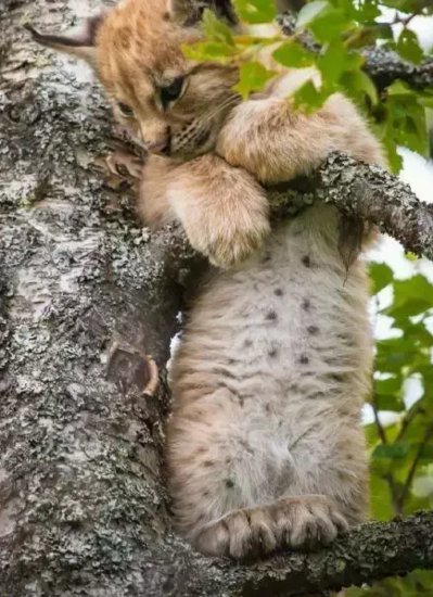 路人发现树上有只熟睡“小花豹”，原来是只大睡猫