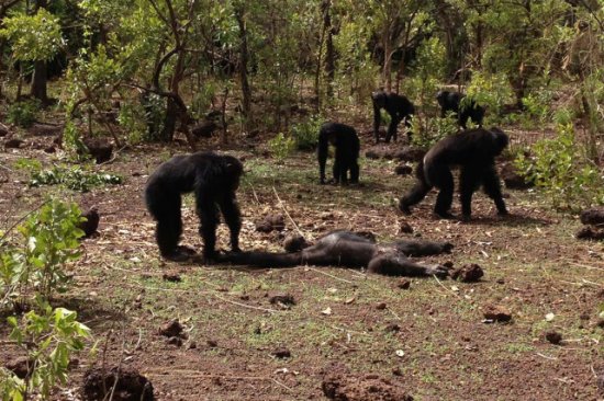 黑猩猩有多凶残？谋权、杀幼、家暴是常态，还爆发长达4年的战争