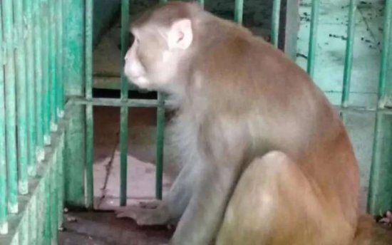 印度“<em>醉猴</em>”咬伤250人致1人死亡，混社会的猴太可怕