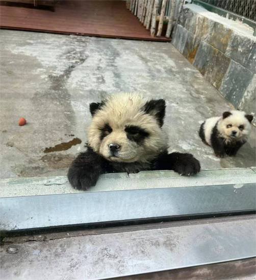 泰州<em>动物</em>园“熊猫犬”引争议，回应：特地引进，引进时已染色