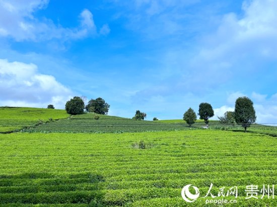 云南景谷：因山而兴 因绿而盛