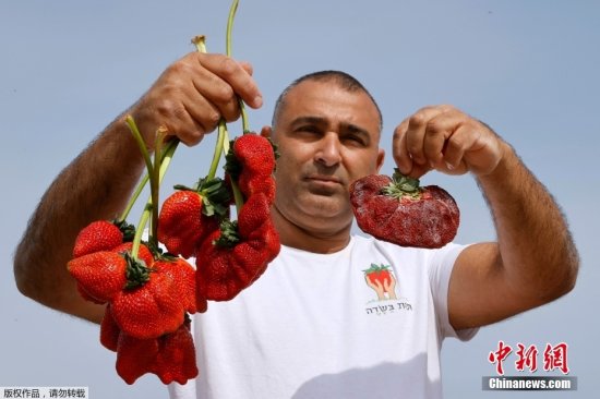以色列农民<em>种</em>出世界上最重<em>草莓 一</em>颗重289克