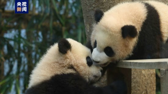 在韩国出生的大熊猫<em>双胞胎</em>“睿宝”“辉宝”通过媒体与公众见面
