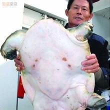 南京渔民捕获10公斤百岁<em>甲鱼</em> 满身镶嵌"珍珠"