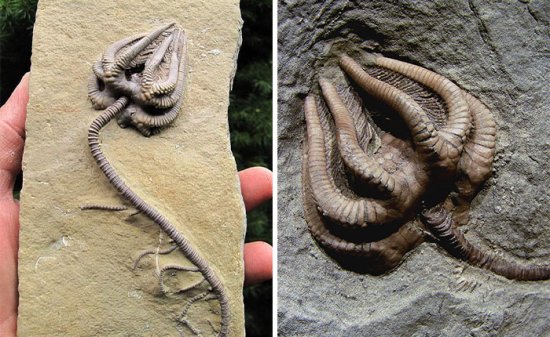 15张罕见的化石照：双头<em>恐龙</em>真的<em>存在</em>？图6是《异形》灵感来源
