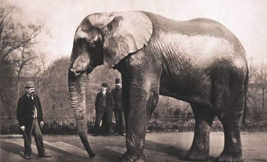 100年前，一大象被法院判绞刑，<em>起重机</em>吊了30分钟，这是为何