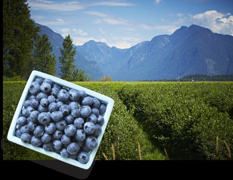 一个<em>种植蓝莓</em>超过80年的地方