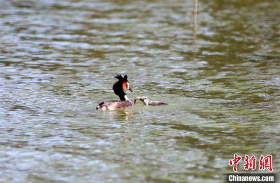“京津冀最美湿地”河北衡水湖：万余只夏候鸟迎来孵化哺育期