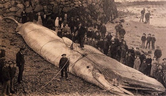 史前巨型海霸梅尔维尔鲸，如果没有灭绝将会怎样？