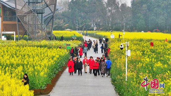 新津天府农博园：千亩彩色油菜花美上央视《新闻联播》