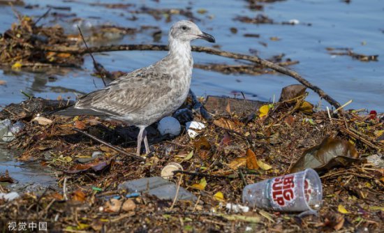 美媒：太平洋垃圾带上竟长出生态系统，数十种海洋生物在此生存...