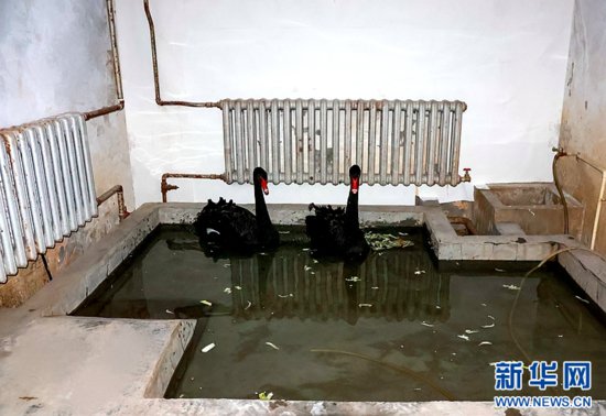 哈尔滨师范大学“校宠”黑天鹅被请进暖房猫冬啦！