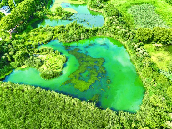 常熟保护修复小微湿地，小水塘孕育绿色大能量
