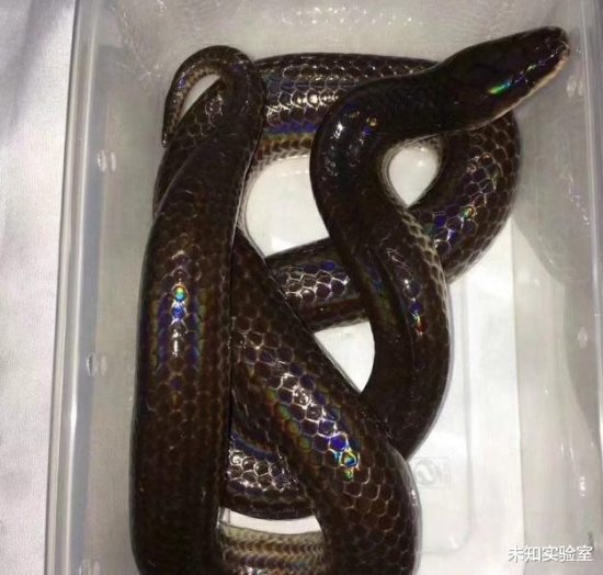 越南地区新发现一条从来没见过的蛇, 网友： 七彩<em>吞天</em>蟒？