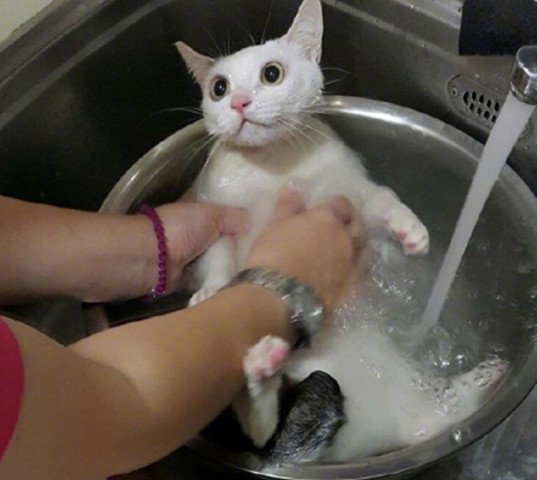猫咪摔坏客厅的浴缸，主人一把抓它进<em>菜</em>盆，洗到这货怀疑猫生
