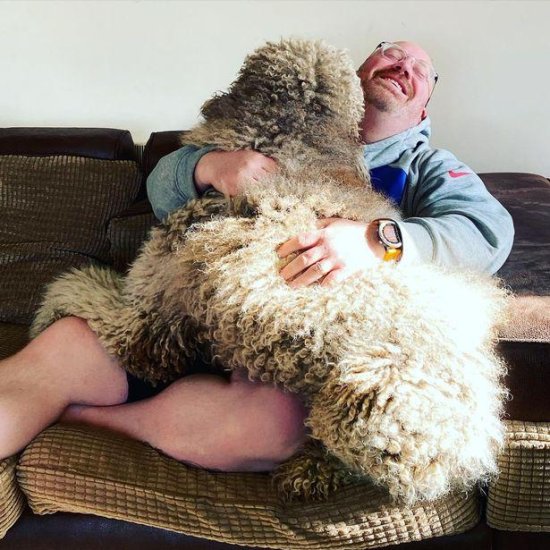 英国巨型<em>贵宾犬</em>重达44公斤 仍坐在主人腿上撒娇