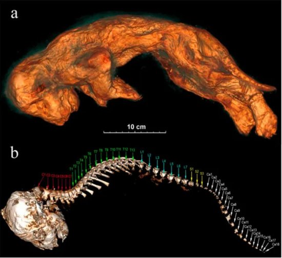 西伯利亚发现2.8万年前狮子幼崽！仿佛昨天刚刚死去！