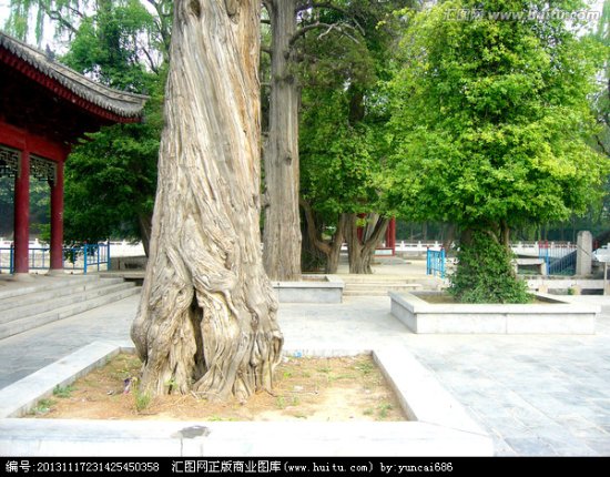 趵突泉公园/《历史悠久古树参天》 趵突泉公园景观