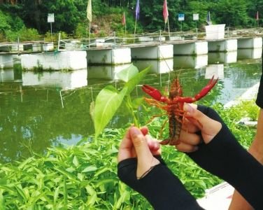 成都崇州羊马河：“鱼菜共生”发展生态循环农业
