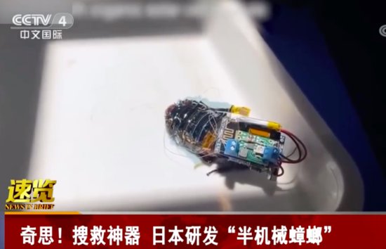 日本研发半机械蟑螂 可控制移动<em>帮助人们</em>清理垃圾